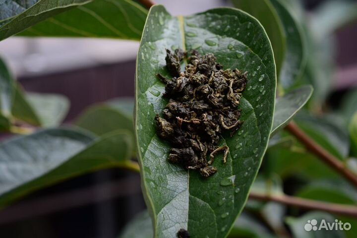 Чай Молочный улун (Китай)