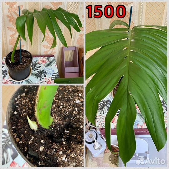 Филодендрон Рафидофора Декурсива,Одри