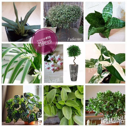 Комнатные цветы (наборы)