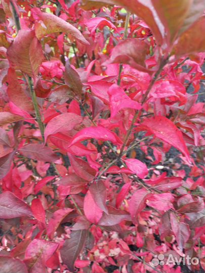 Бересклет европейский