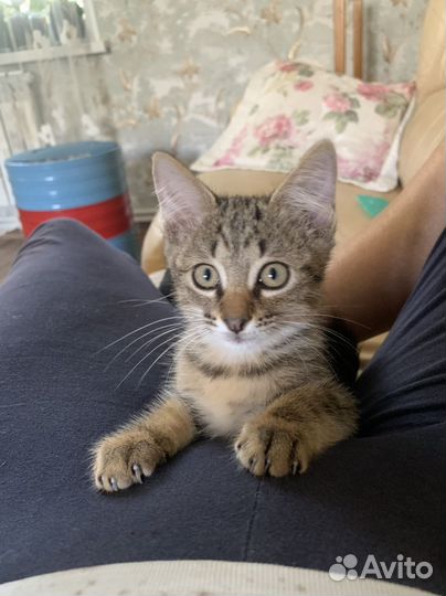 Котик маленький