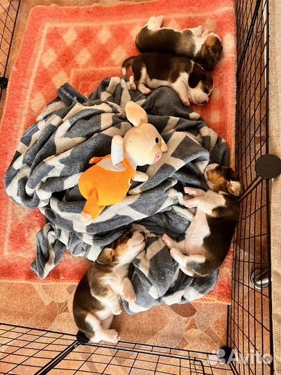 Бигль щенки