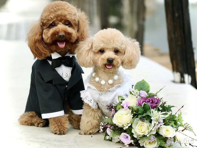 Инструктор по вязке собак