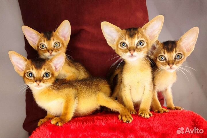 Абиссинские эксклюзивные котята