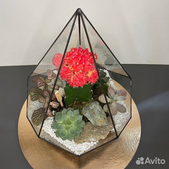Флорариум с кактусом «Красный бархат»