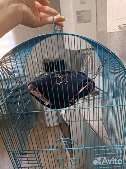 Гамак для грызунов