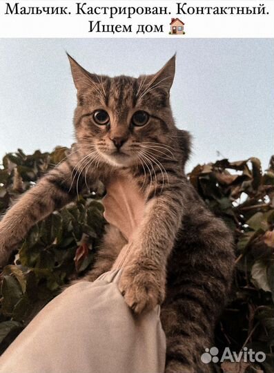 Отдам в добрые руки