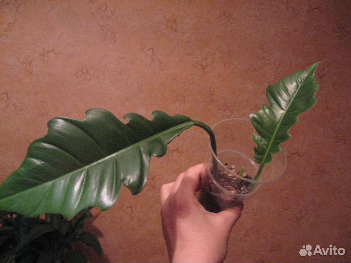 Наборы растений для начинающих. Простой уход