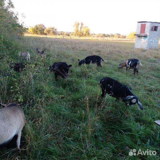 Продам молодых Альпийских молочных козочек