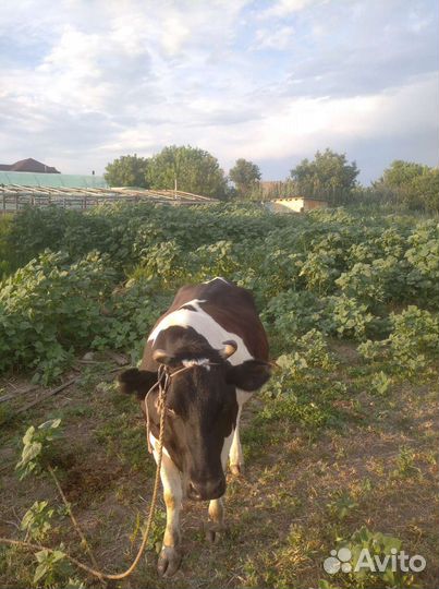 Черно пёстрая корова