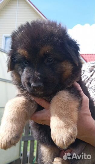 Немецкая овчарка