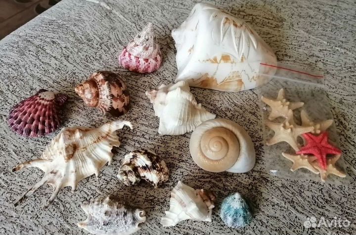Ракушки звезды сувениры омар