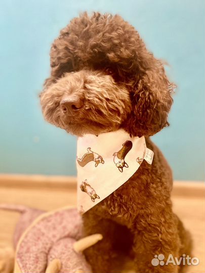 Банданы платки для собак разные / одежда для собак