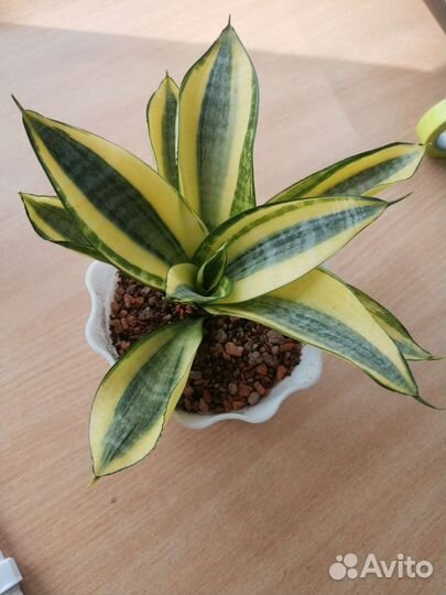 Сансевиерия ханни Люсиль Полан