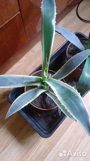 Агава голубая и американская