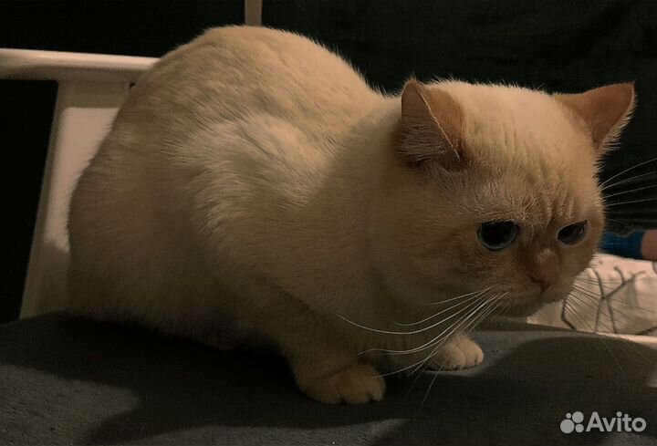 Кот вязка
