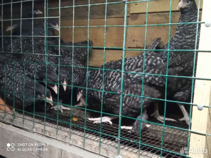 Инкубационное яйцо мехеленской кукушки