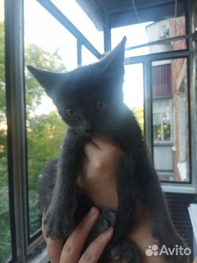 Кот-котенок