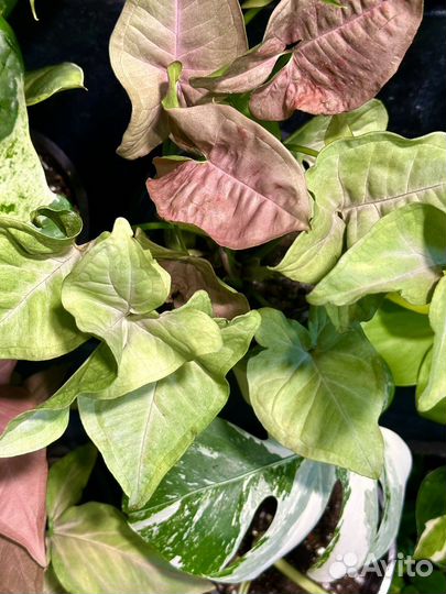 Редкие домашние растения