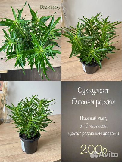 Комнатные цветы Ч2, аспарагус, пилея, панданус