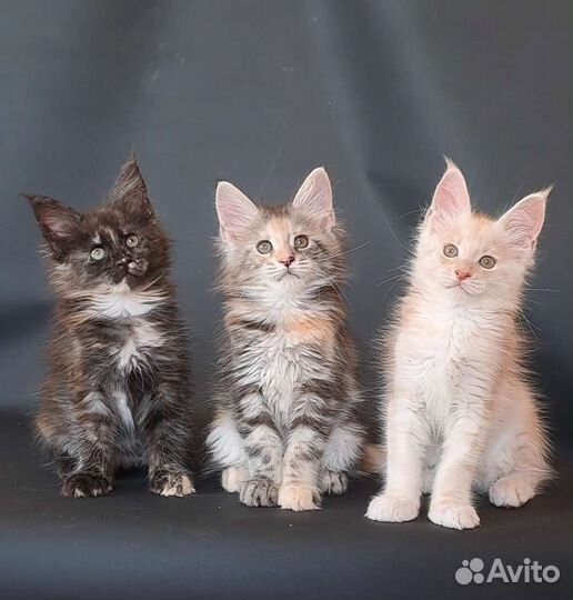 Котята мейн-кун