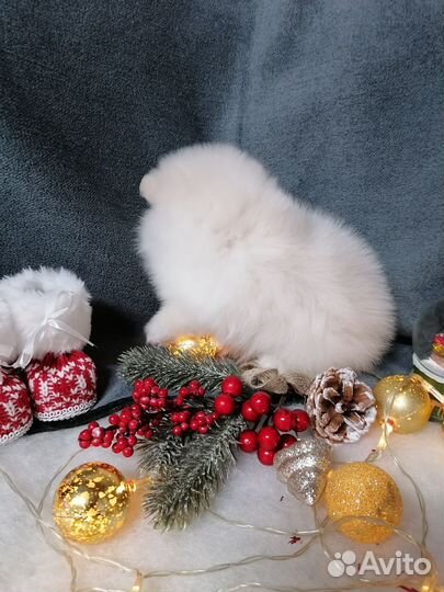 Померанский шпиц