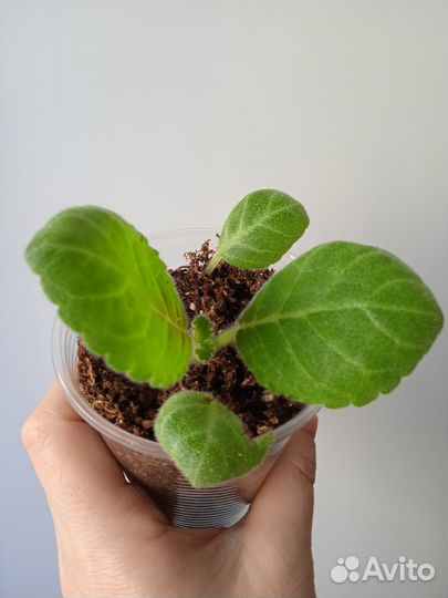 Детка глоксинии