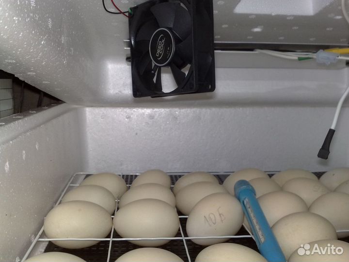 Инкубатор автоматически Несушка - 36 яиц