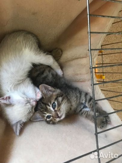 Котенок мальчик