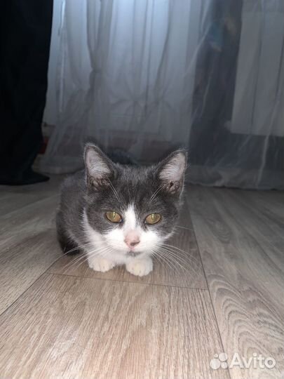 Котенок