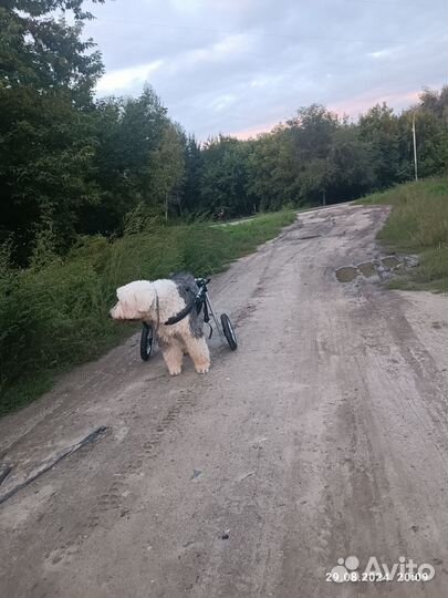 Инвалидная коляска-ходунки