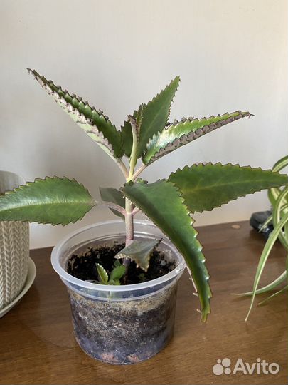 Каланхоэ лечебное