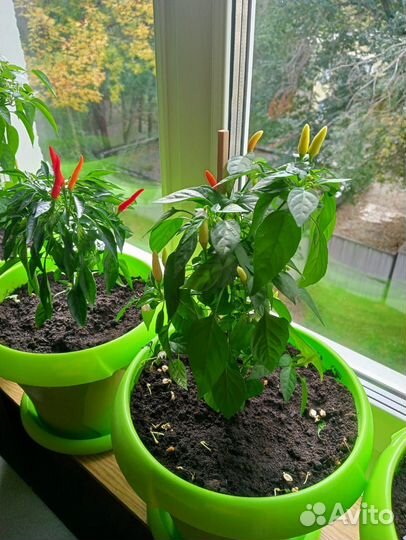 Рассада острого перца Чили