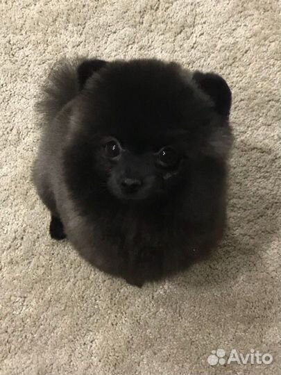 Стрижка кошек и собак. Выезд на дом