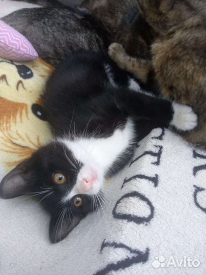 Крошка для души