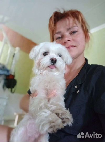 Передержка собак в домашних условиях