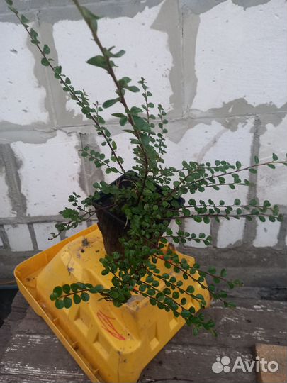 Кизильник горизонтальный