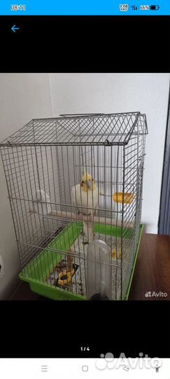 Попугай Корелла с клеткой