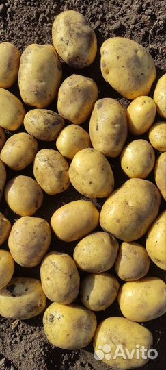 Картофель деревенский, картошка своя