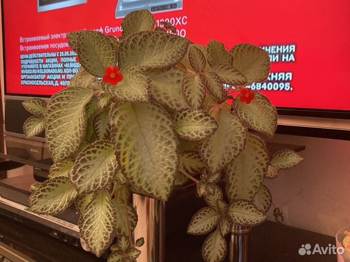 Комнатные цветы