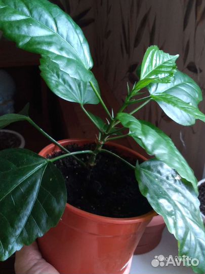 Комнатные растения