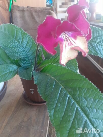 Стрептокарпусы