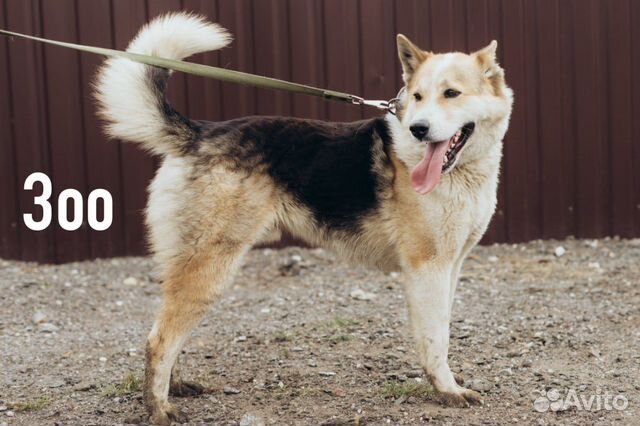 Отдам в добрые руки