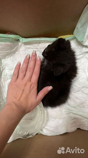 Котенок 2 месяца девочка