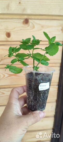 Мята сортовая, мелисса, шалфей