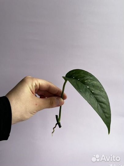 Монстера/эпипремнум/филодендрон