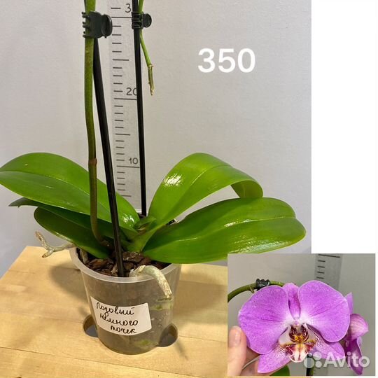 Орхидея Фаленопсис 2