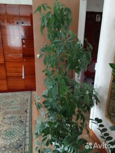 Продам комнатные растения