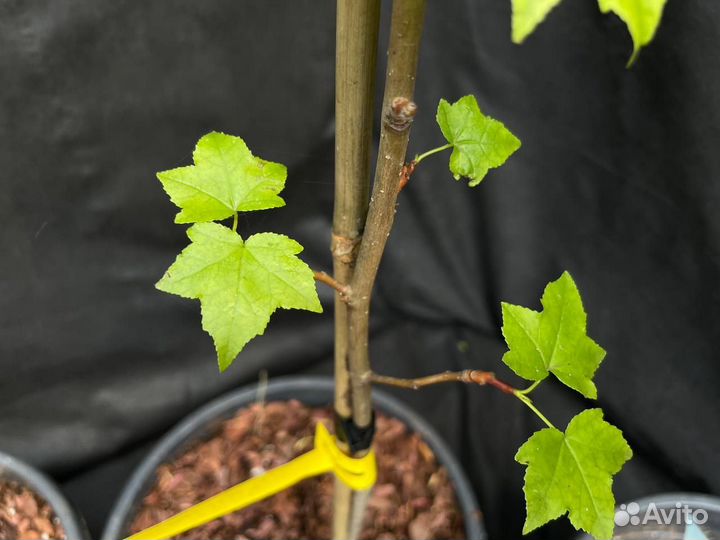 Ликвидамбар