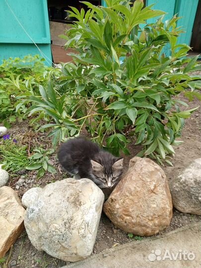 Котята в добрые руки бесплатно